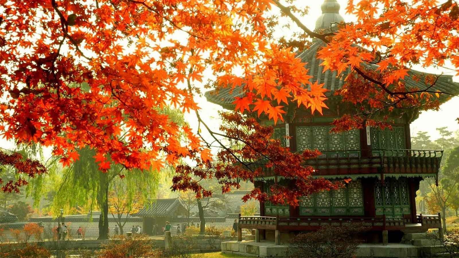 south-korea-tour