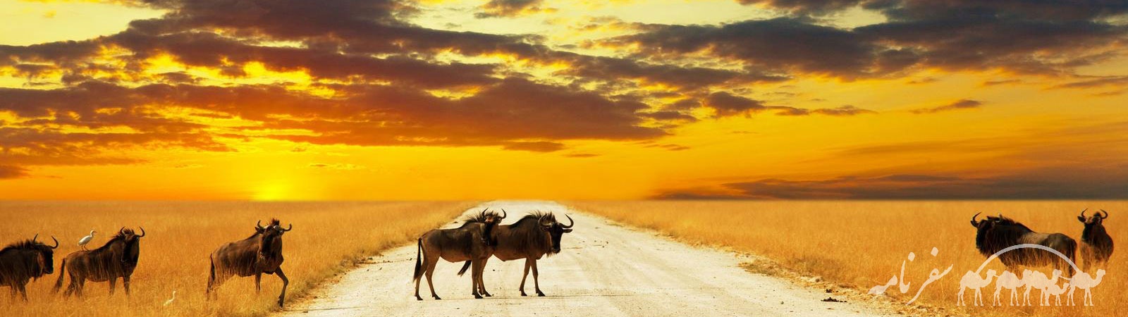 Background-South-Africa-tour