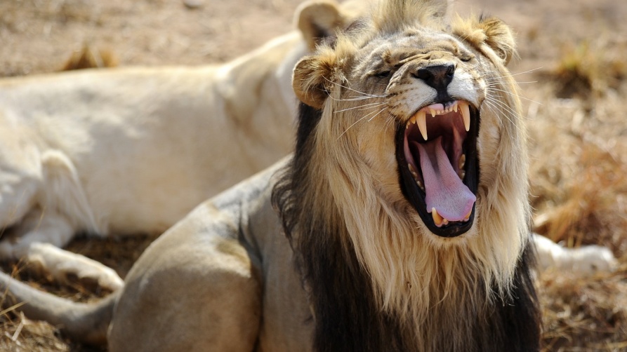 Deadly animals that may be encountered in South African Safari - Part II