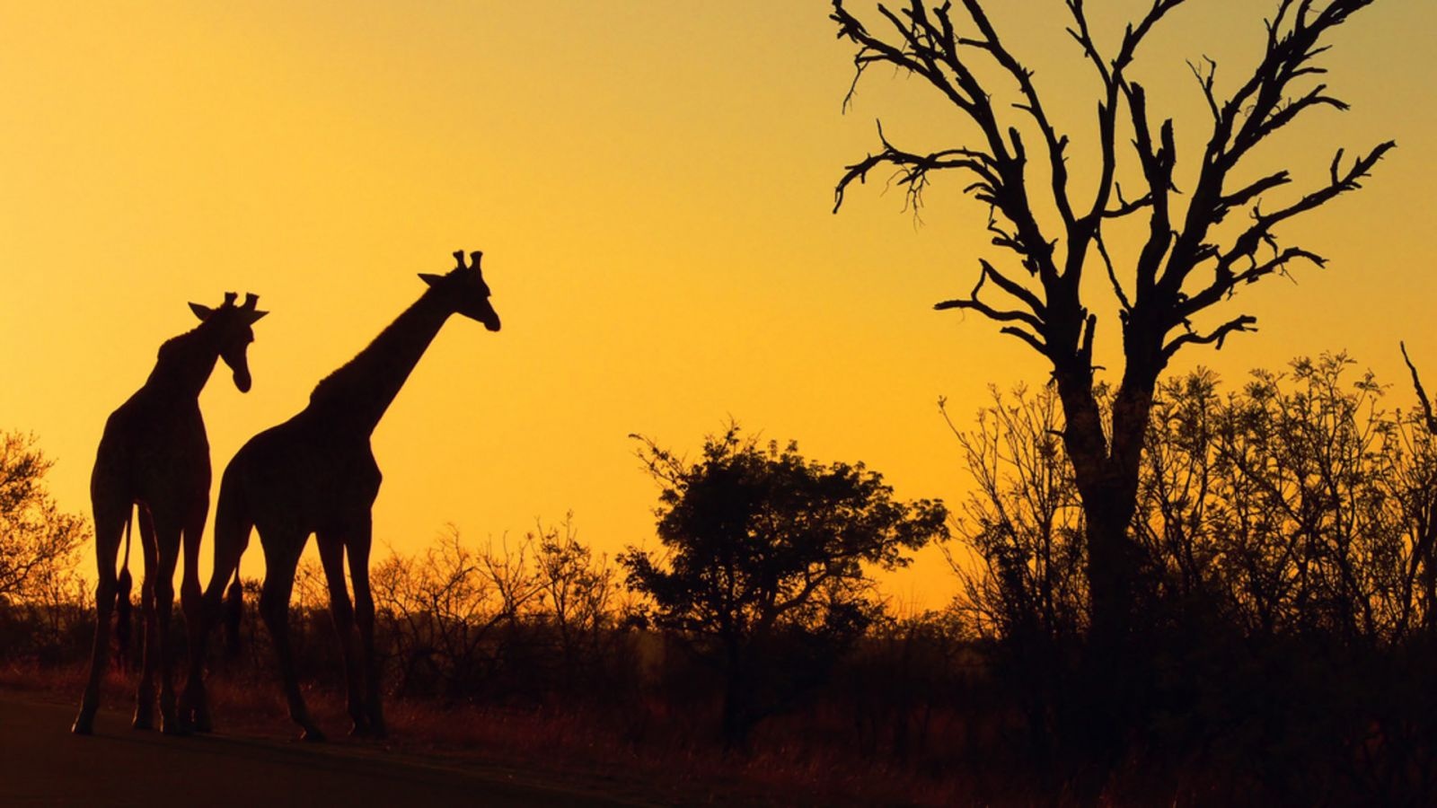 South Africa tour9