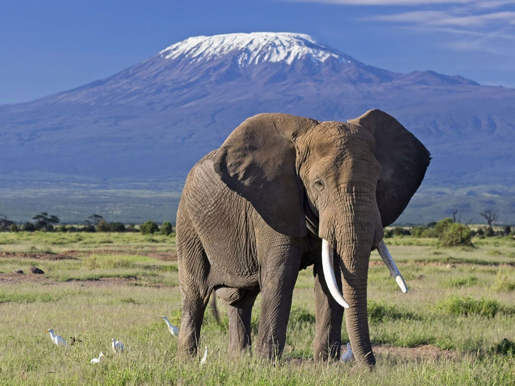 پارک ملی آمبوسلی کنیا