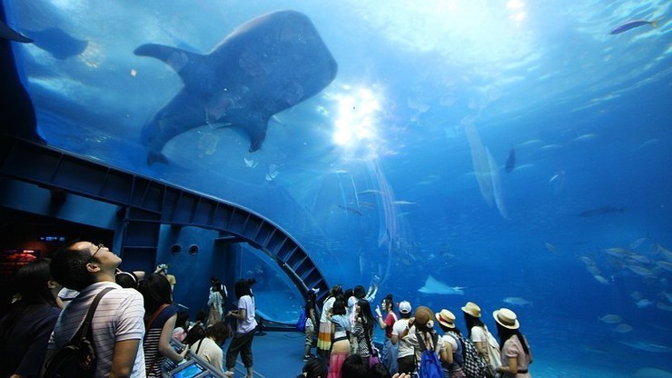 آکواریوم چورائومی