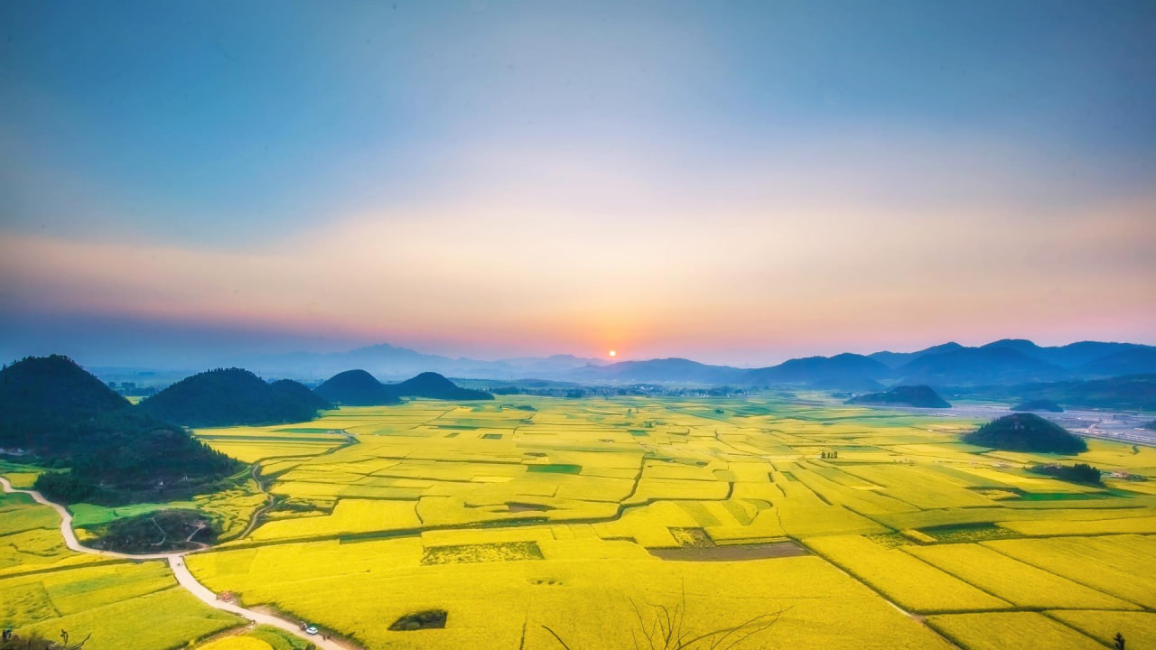 مزارع گلهای کلزا در یوننان چین