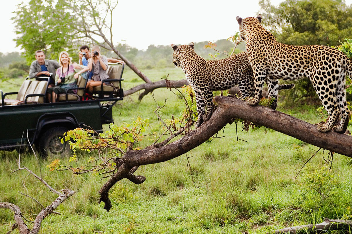 سافاری آفریقای جنوبی South African safari