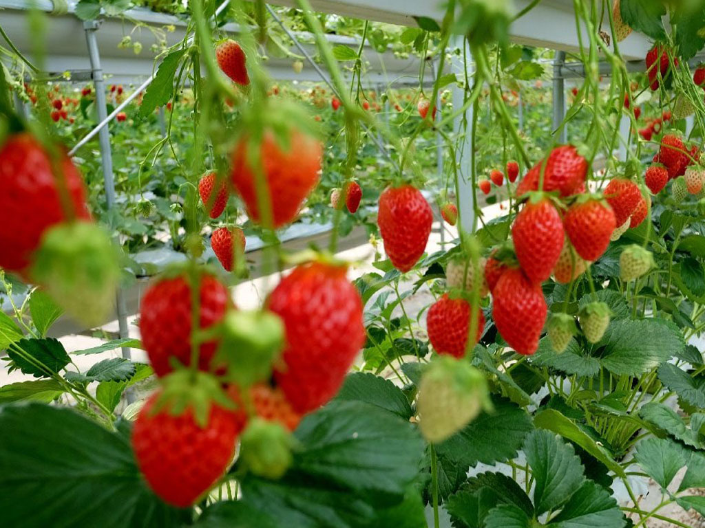 مزارع توت فرنگی کنیا