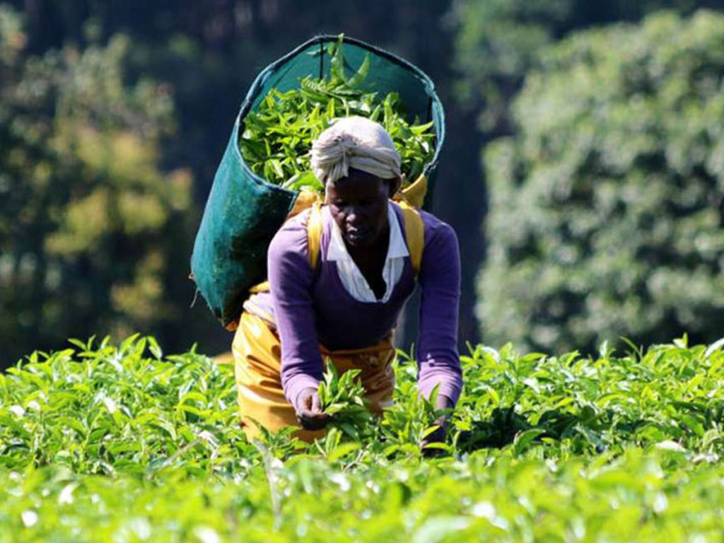 باغ های چای کنیا