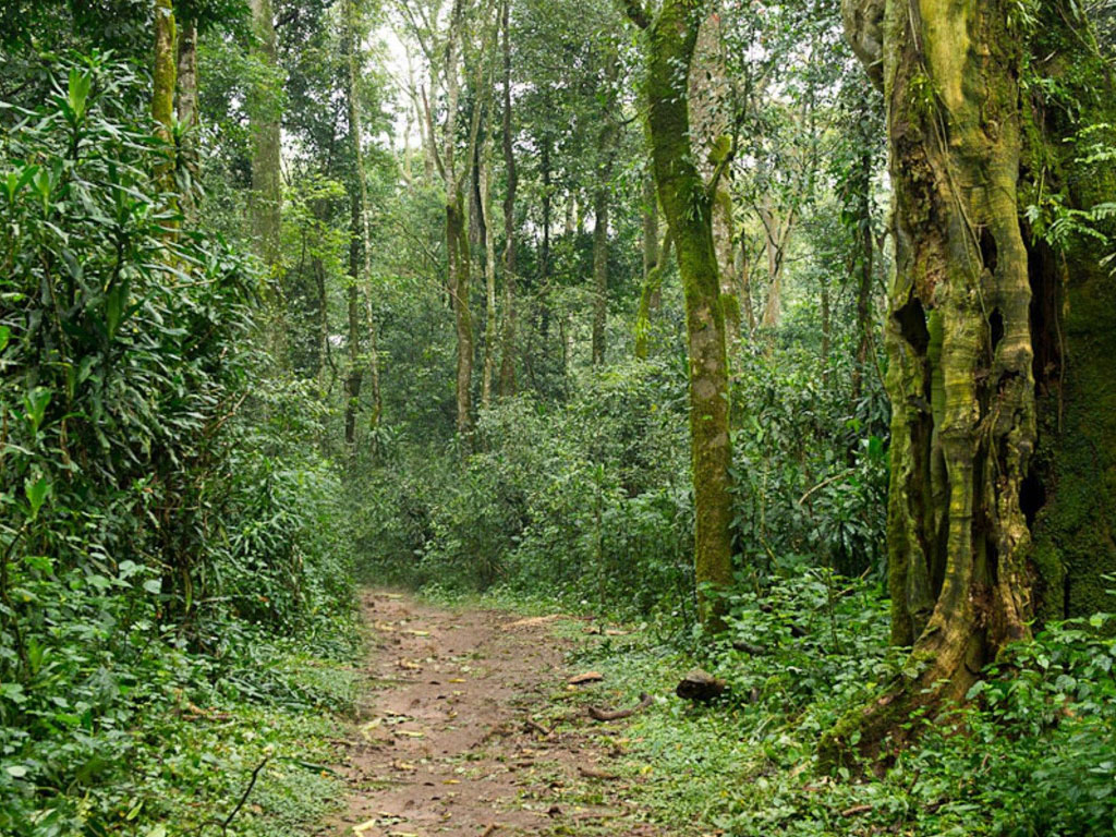 جنگل های تروپیکال کنیا