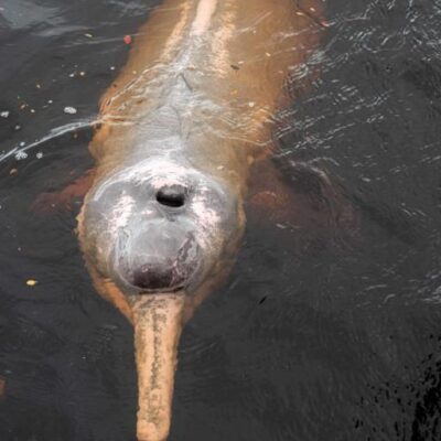 هتل Uiara Resort hotel