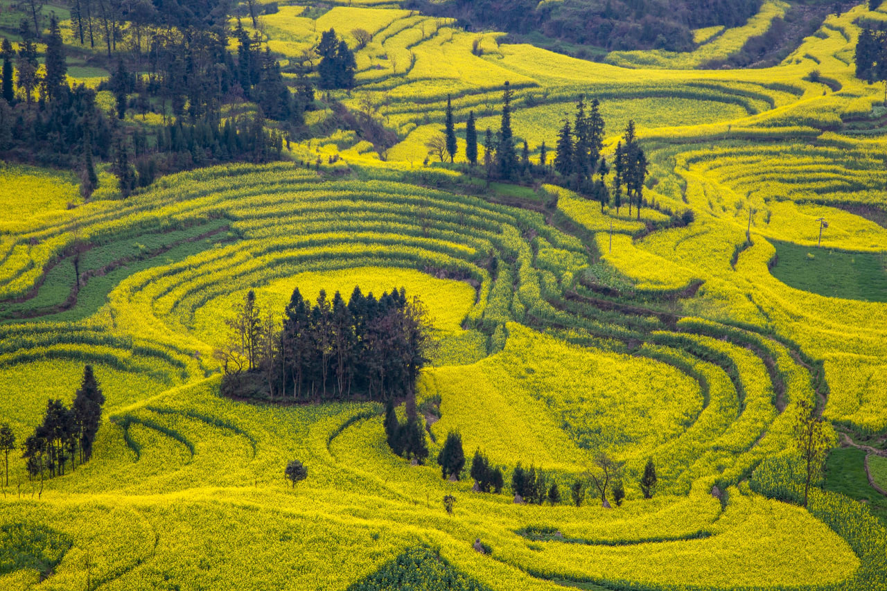 مزارع گلهای کلزا در یوننان چین