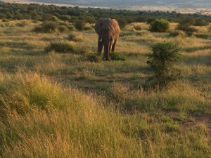 gallery-africa-south95 (14)