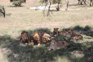 gallery-africa-south95 (26)