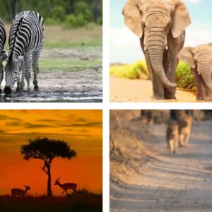 تور بزرگ آفريقای جنوبی و زیمباوه و بوتسوانا و زامبیا 12 شب 13 روزه (27 اسفند 1404)