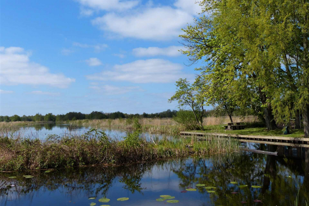 water-with-lily-pads-and-vegetation-coming-out-of-water-weerribben-wieden