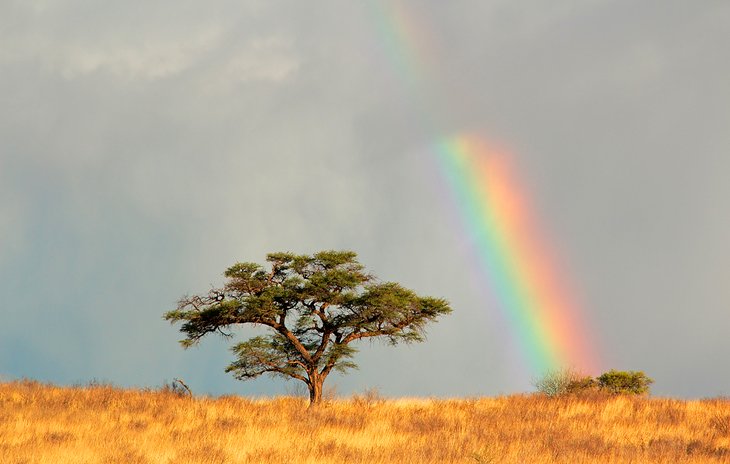 Kgalagadi (Kalahari) Transfrontier Park, Northern Cape